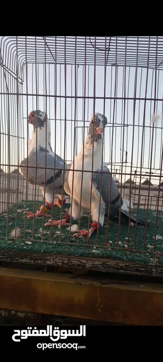 جوز فراخ اسطنابله  زرق وفرخ اسطنبولي احمر حبكين موجودات في الهاشمي الجنوبي