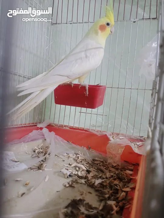 ذكر كوكتيل لاتينو ثوب كامل حجم جامبو عمر سنتين ونصف نصف أليف يصفر تصفيرات كتيرة جاهز للتزاوج