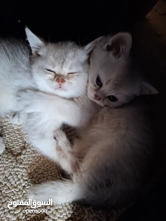 kittens for sale 60 days old    Scottish.