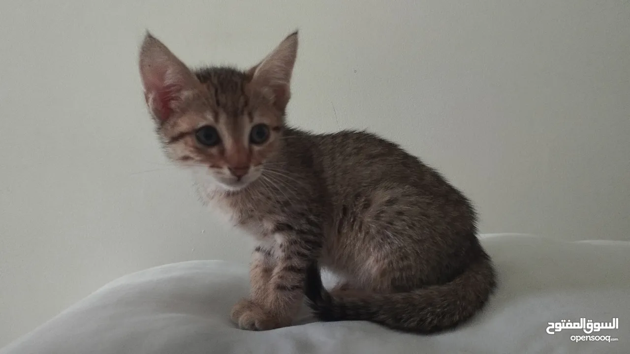 American shorthair cat