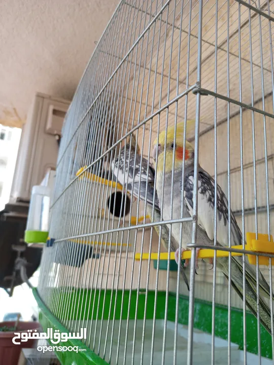 ببغاء كوكتيل ذكر وانثى مع قفص