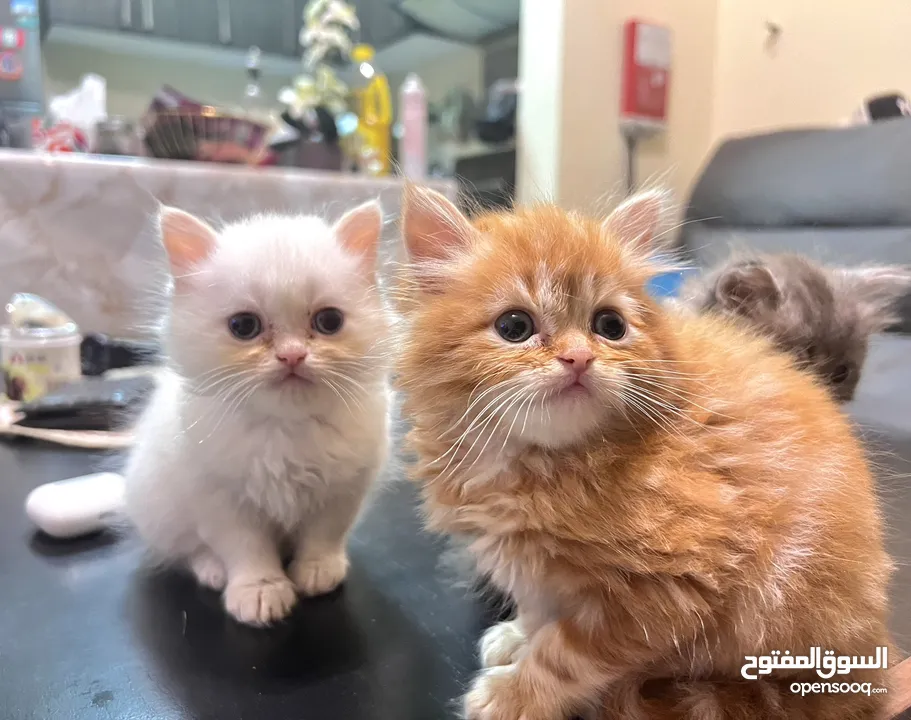 Cute Persian kittens