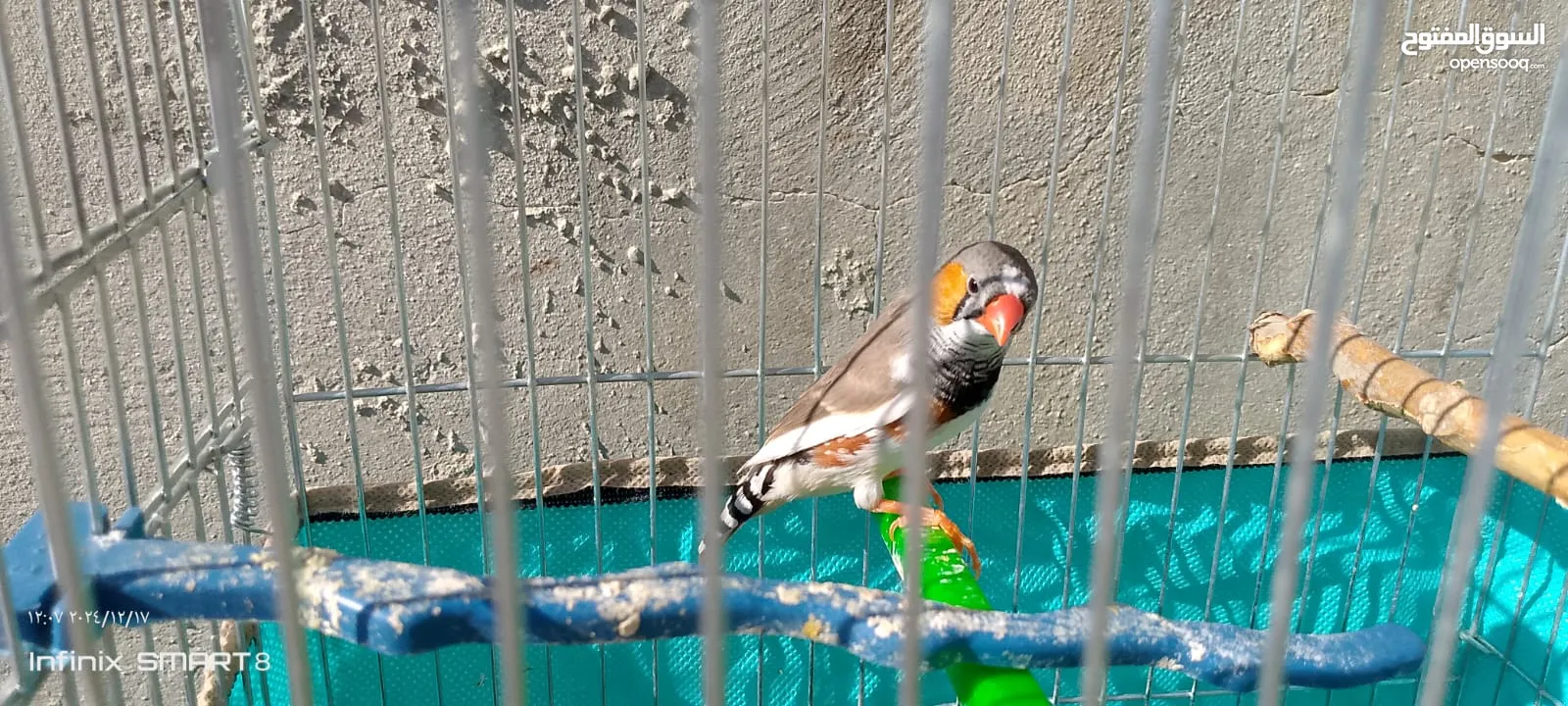 جوز طيور الجنه العمر شهرين