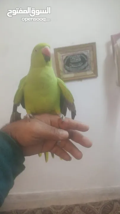 طير درة للبيع