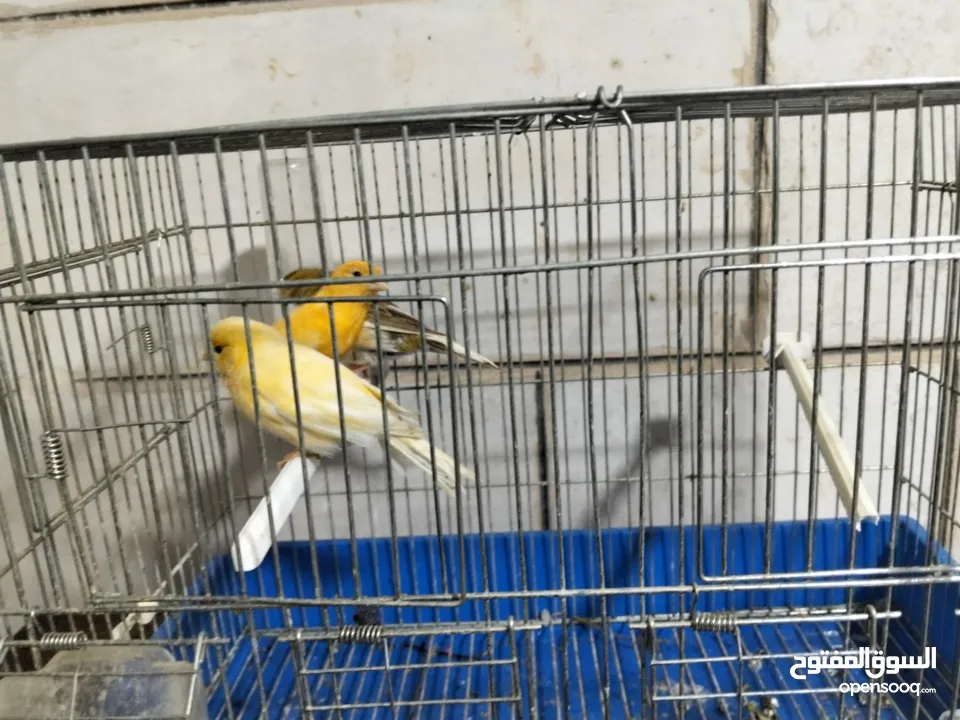 متاح بعد الصلاه على النبي كنار ذكور و اناثي المعني اقرا الوصف