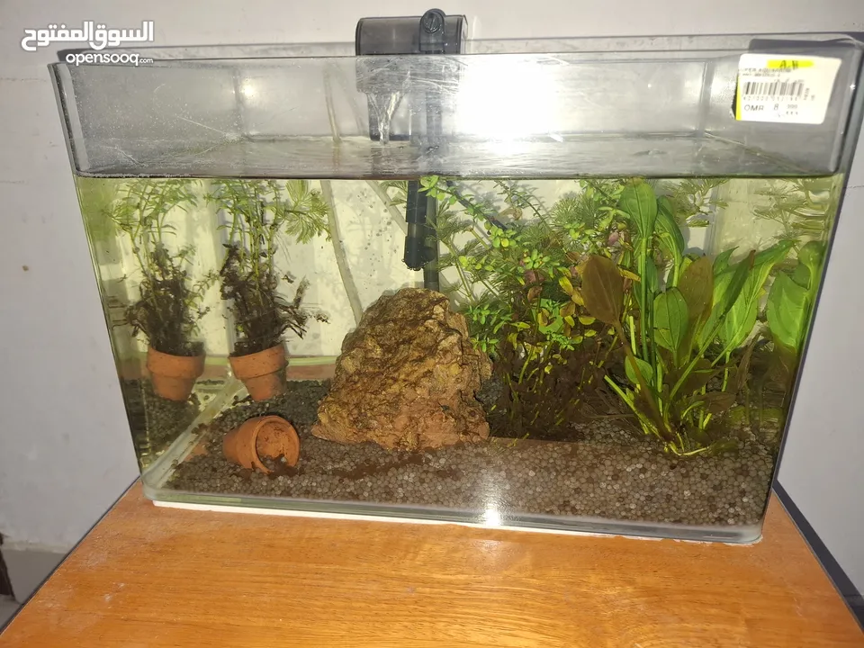 Planted Aquarium