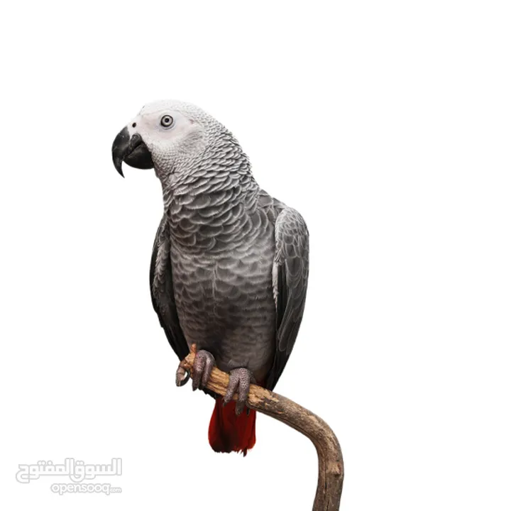 متوفر الأن فراخ كاسكو مزرعه حبات متكلمه صحه ونظافه