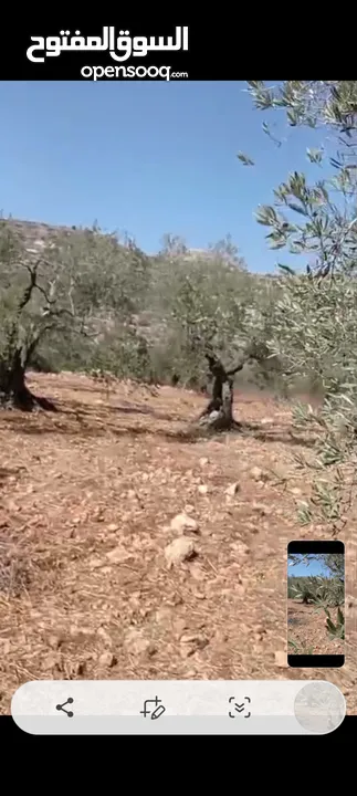ارض للبيع في مزاع النوباني مساحه730متر