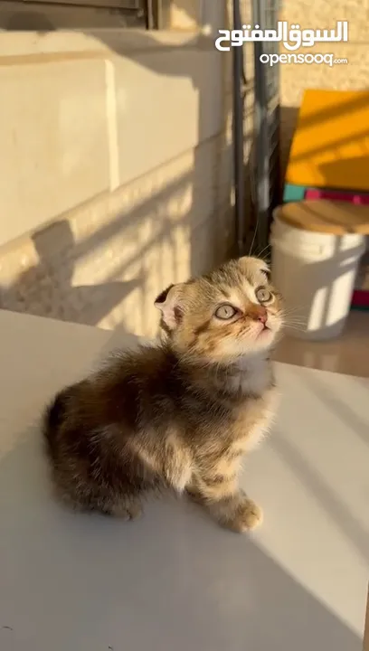 قطط صغيرة عمر 3 أشهر عدد 6 للبيع