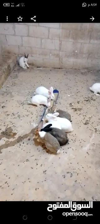 ارانب للبيع