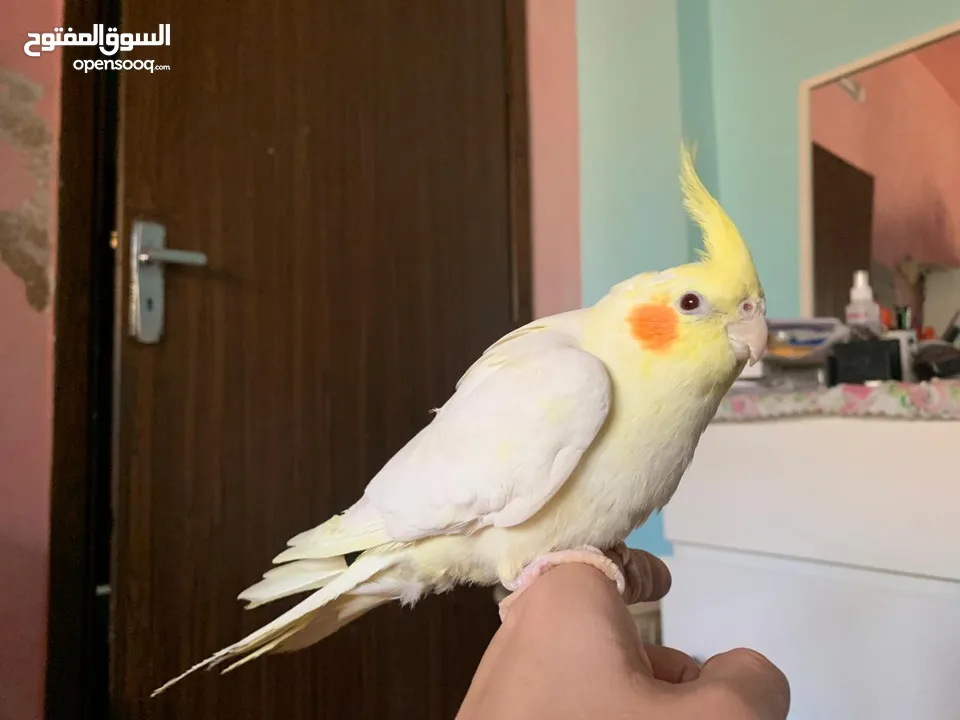 كوكتيل لاتينو مع قفصه للبيع
