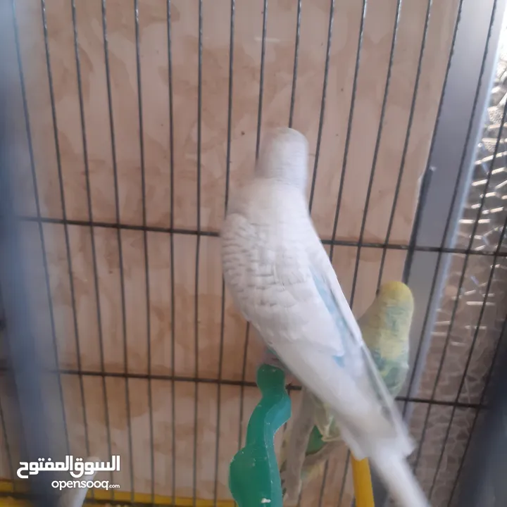 طيور حب للبيع سعر الجوز 15دينار مع قفص والمعالفه وبياضاه . طيور حب انجليزي