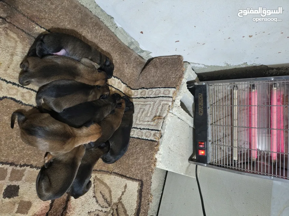 جراو مالينوا الأصل  للبيع  عمر عشرين يوم