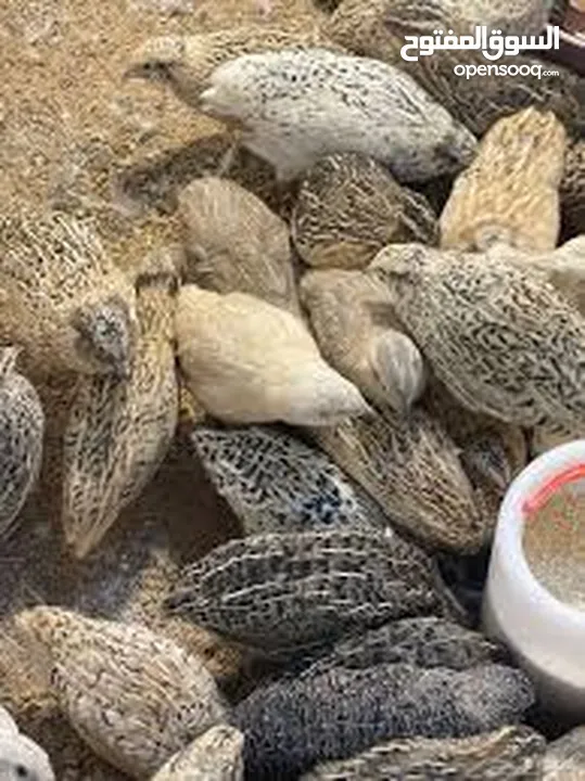 طيور فري جامبو (السمان )