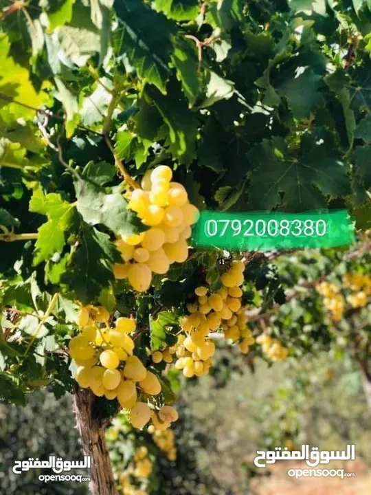 مزرعه مع بيت ريفي جاهز حديث مفروش جاهز يصلح مزرعه او سكن ريفي