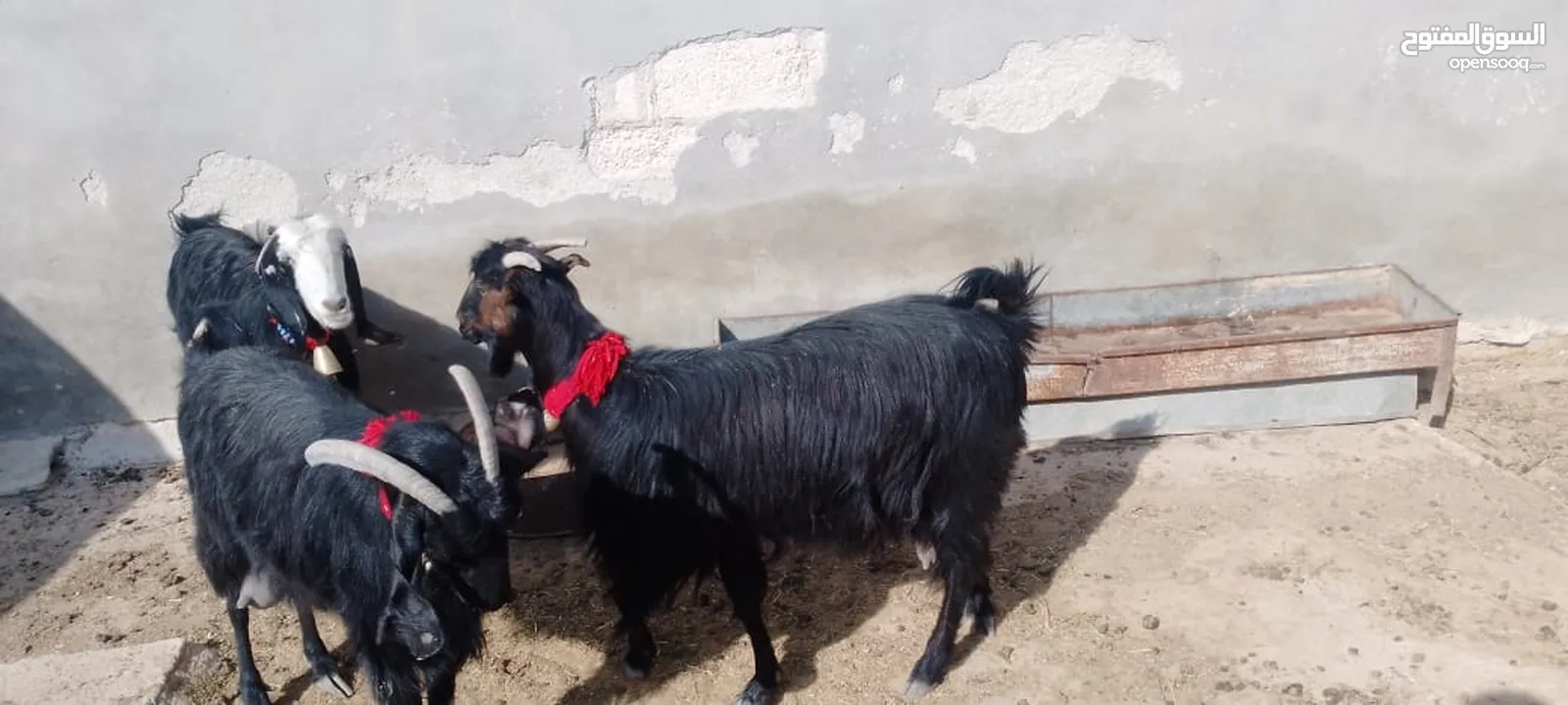 4معزا كفالة حليب 3خمسيات وحده جميع