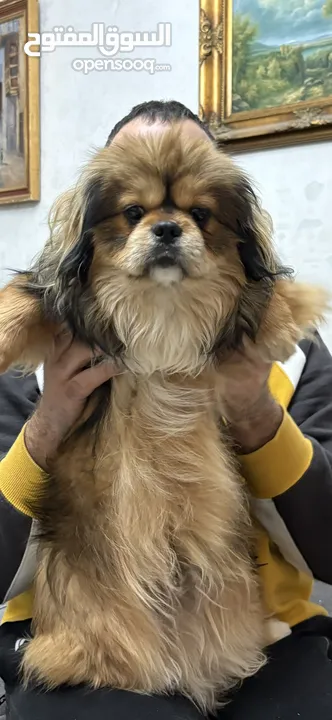 بكنيز بيور pekingese بيكينيز