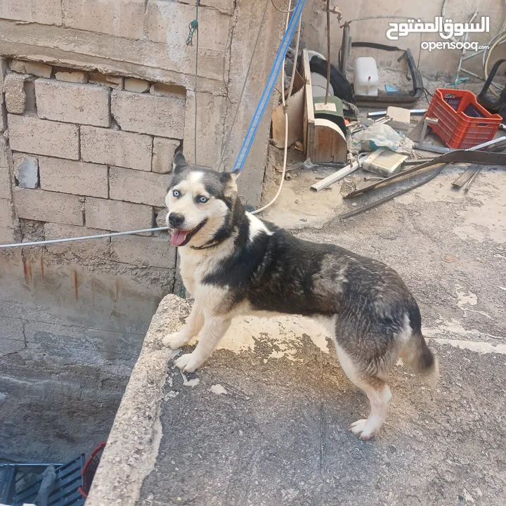 اناثي هاسكي