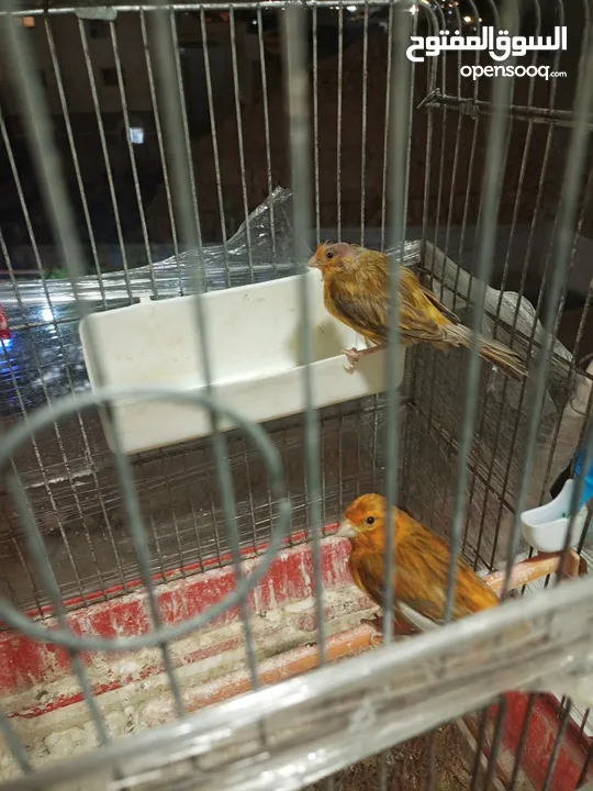 جوزين كنار للبيع  ما شاء الله عليهم شغالات بصلاة على النبي