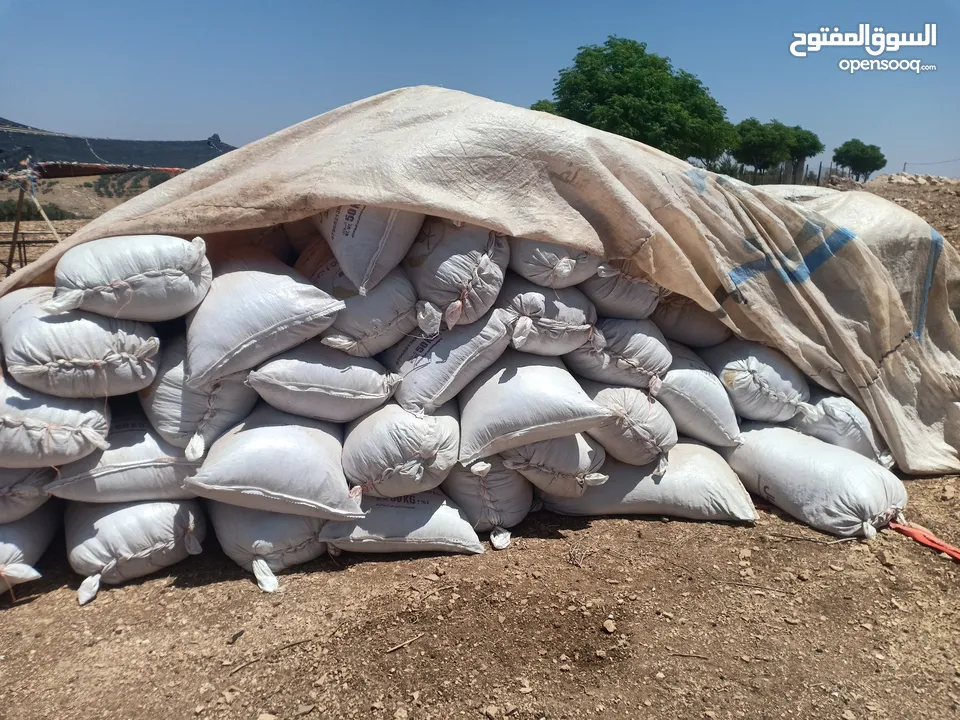 تبن بيجة وزن الشوال 13/14/15