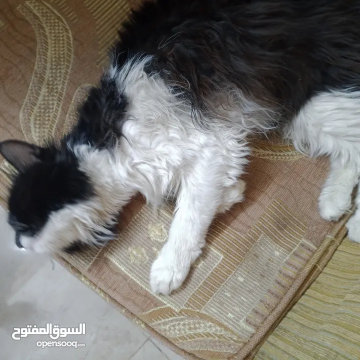 قطه ذكر نوع بيرشن اليف ترب