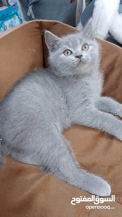 British Shorthair