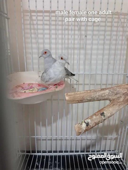 Diamond Dove, Finch and budgies for sale.