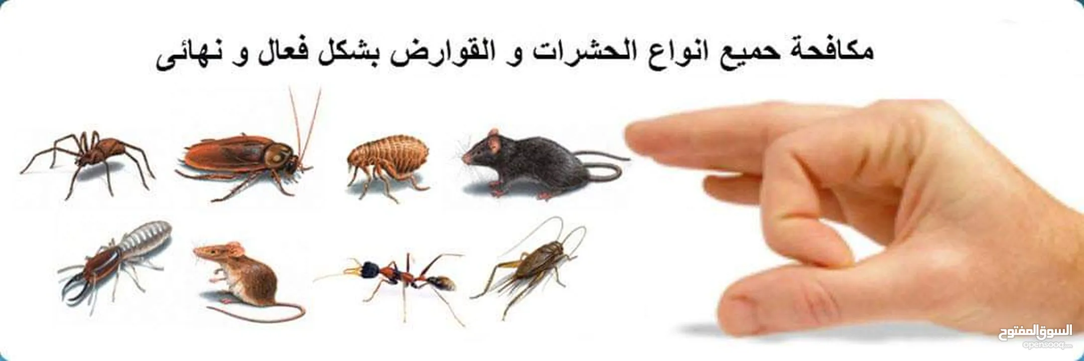 مكافحة الحشرات والقوارض والزواحف والرمه والصراصير والبق