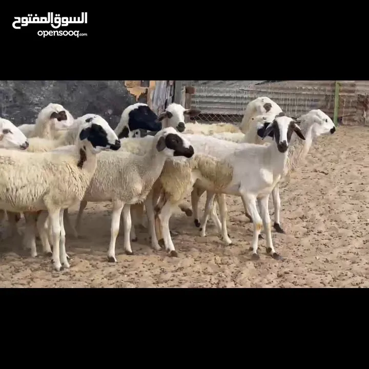 غنم يعد قبرصي