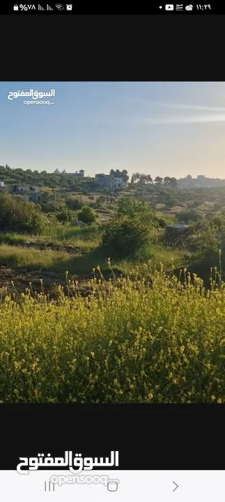 ارض للبيع في ديرابزيع 10دونم مفروزه كل د نم كوشان سعر ادونم 40الف دينار