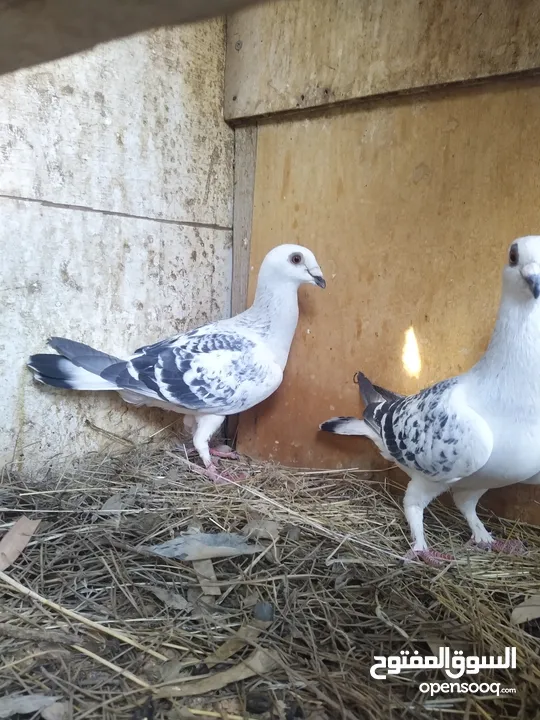 موجود ديكين وجاجيتن وجوزين حمام بواز مغبرات وجوز شفرات واربع حبة بغادنه صفر