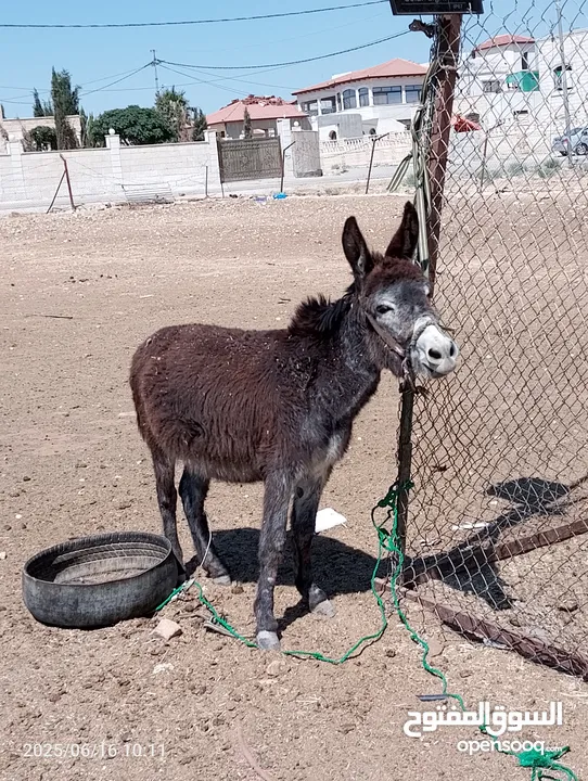كر للبيع عمرها سنه رتفاع اربع شبار و نص