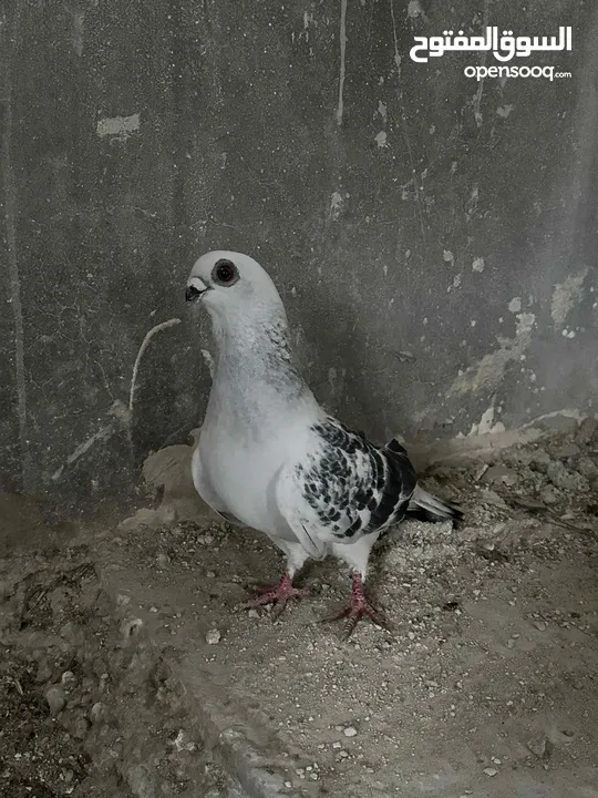 جوز بواز للبيع