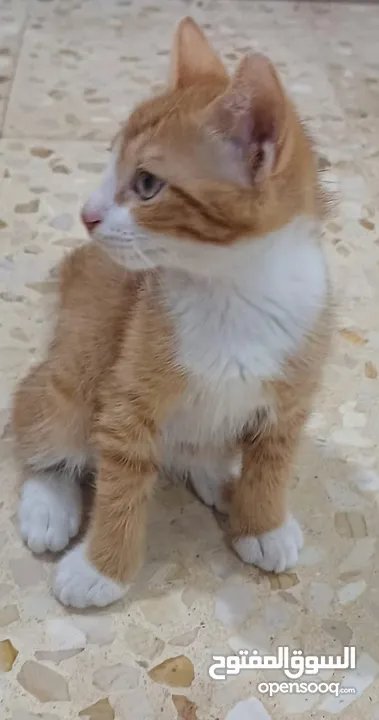 قطط للتبني