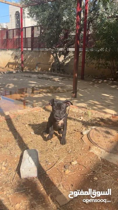 بيتبول بلاك نوز جروتين pitbull black nose puppies