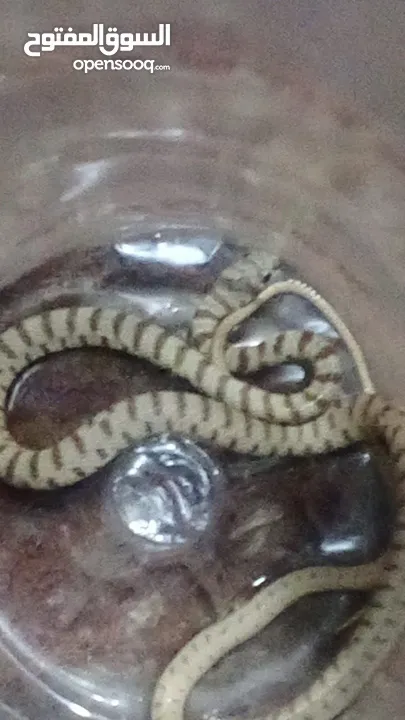 حاجات حلوه