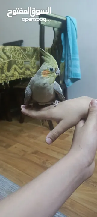 عصفور كوكتيل اليف