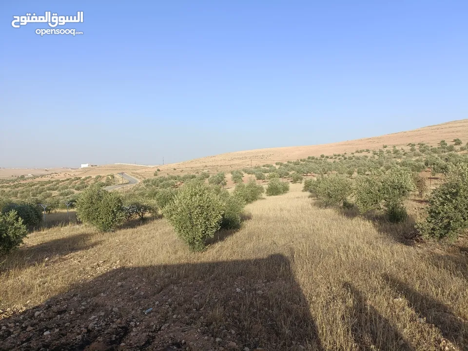 مزرعة وبيت