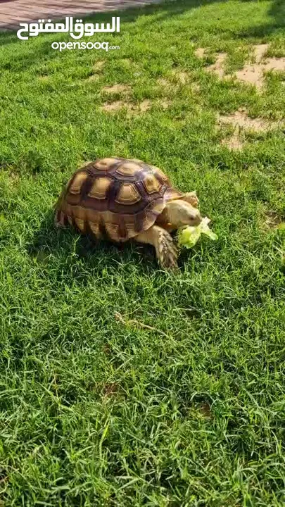 Healthy Sulcata tortoise