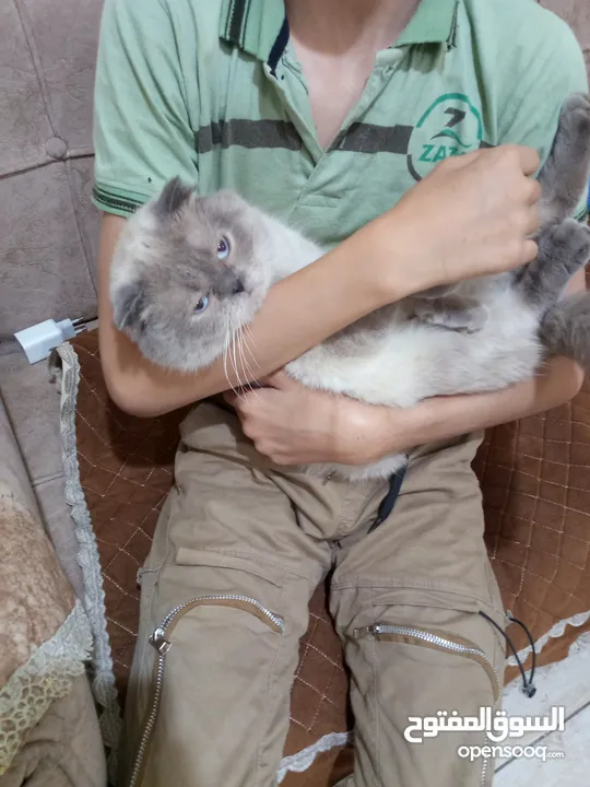 قط سيامي سكوتش فولد متعود ع الليتر بوكس معه بيت