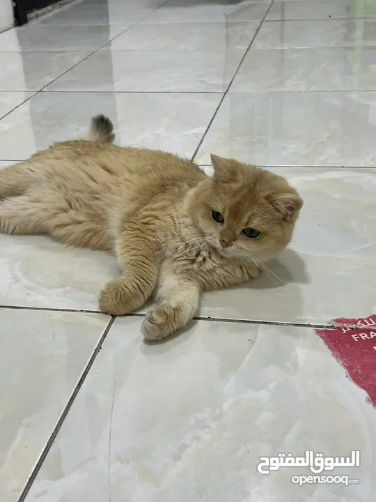 قطتان جميلتان تبحثان عن بيت دافئ  Two lovely cats looking for a loving home