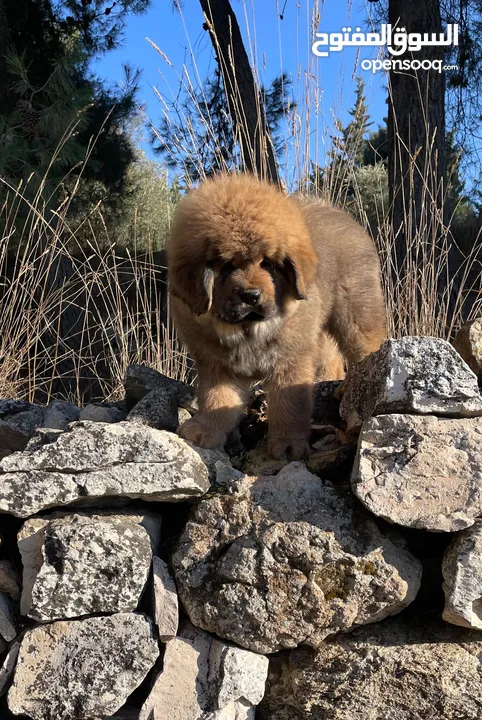 tibetan masstif puppies تيبتيان ماستيف