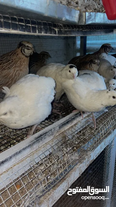 يوجد لدينا فر بي سعر 7 شيكل