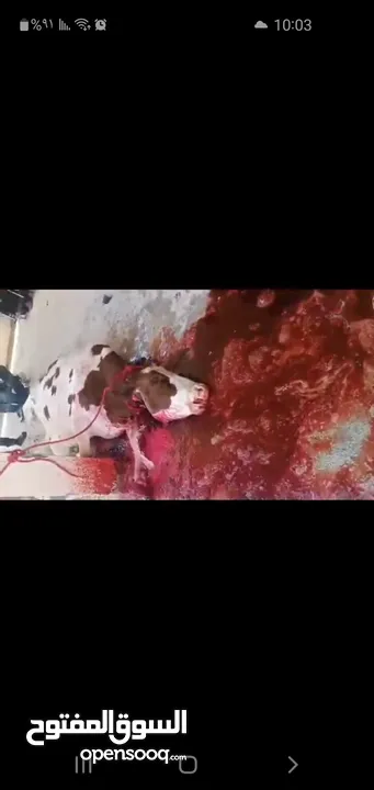 لحامين لذبح الاضاحي عجول و خرفان