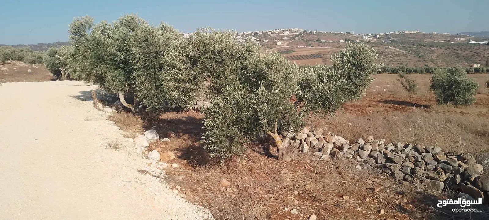 ارض للبيع في عربونه