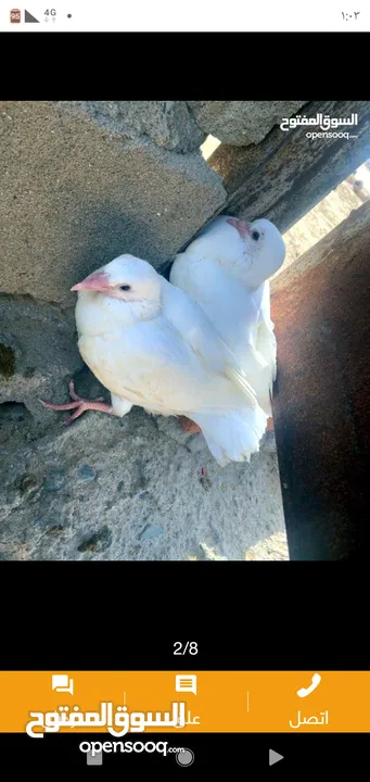 زغاليل طازجه جاهزه للطبخ الجوز 2.50 من الآخر مهما كانت الكميه