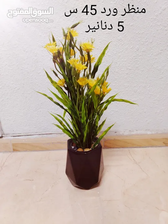 فازات مناظر مراي