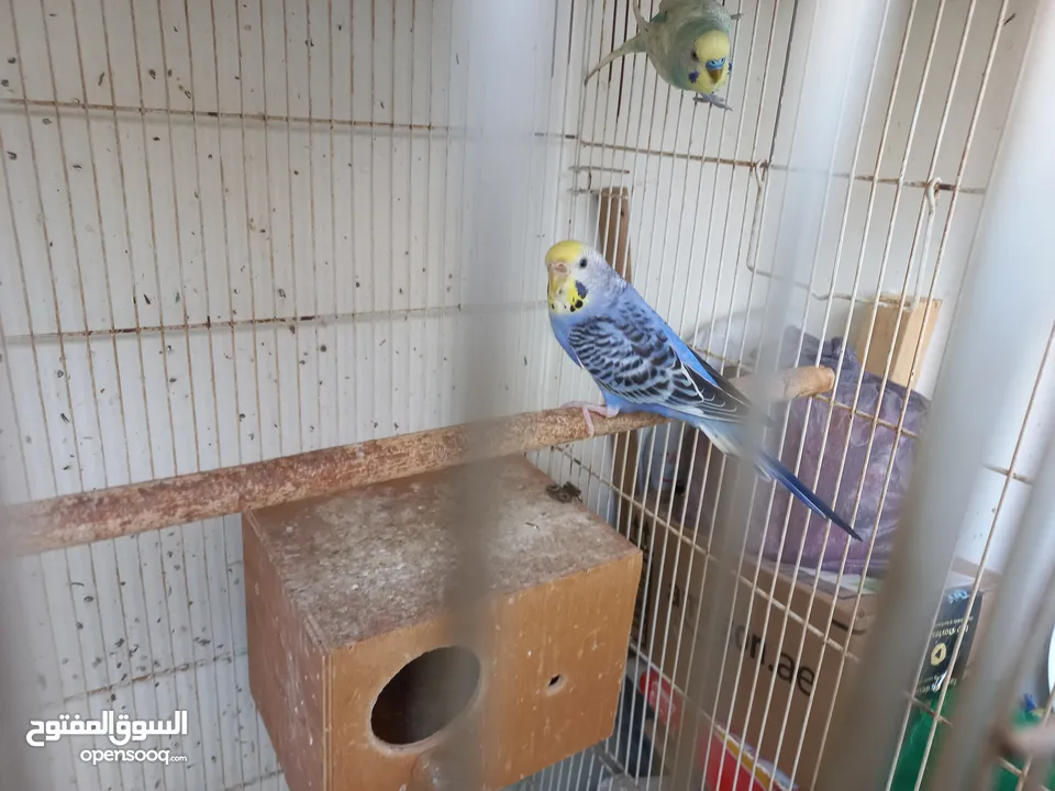 Budgies pair