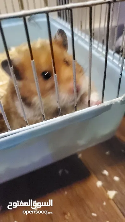 Hamster with cage هامستر