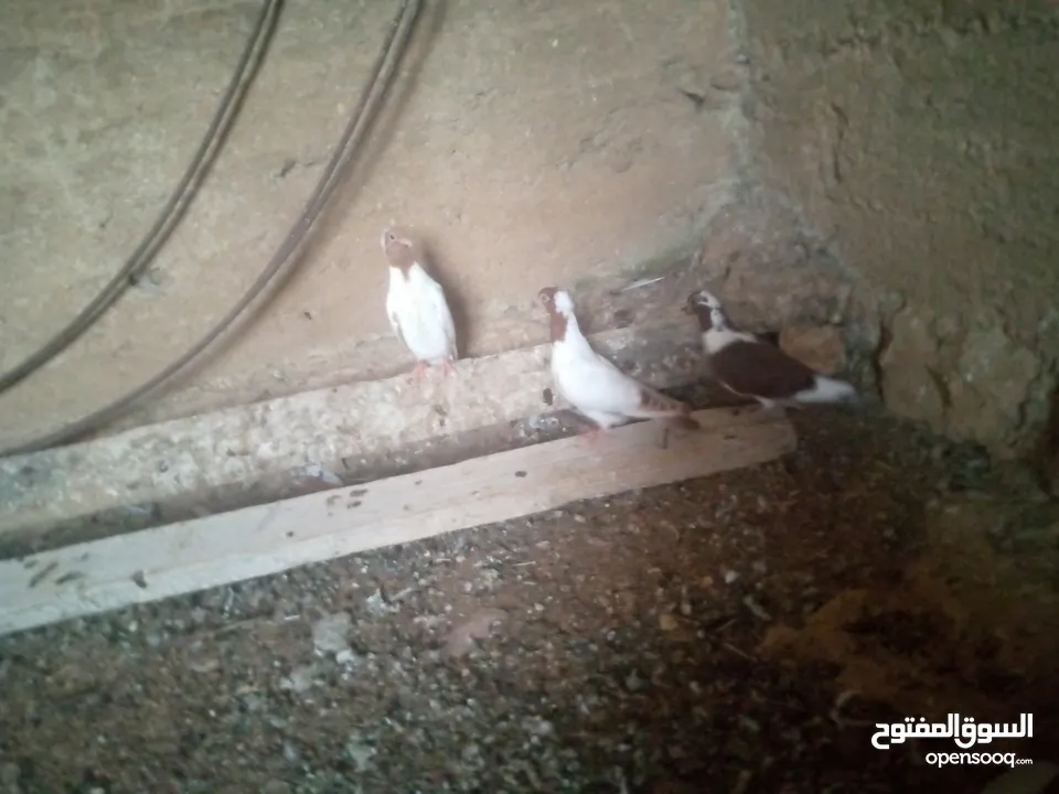 حمام نوع ارباش اذا بدك بلدي موجود اذا بدك امبندق موجود